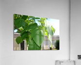 DSC 0318 Acrylic Print