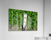 DSC 0059 Acrylic Print