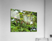 20220701 172616 Acrylic Print