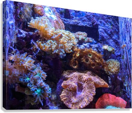 AquariumFishTank2 Canvas Print
