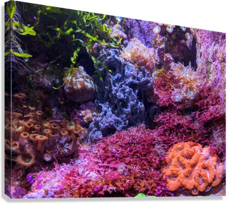 AquariumFishTank Canvas Print