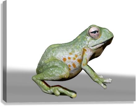 kelly johnson frog6 Canvas Print