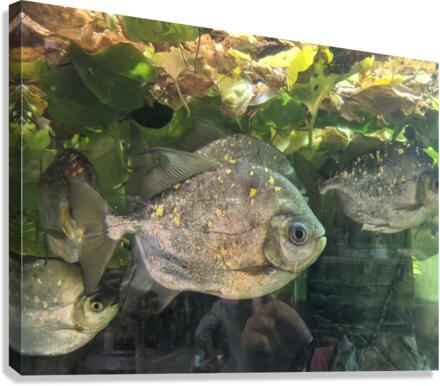 Colorful Fish Canvas Print