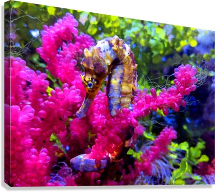 Seahorse Canvas Print