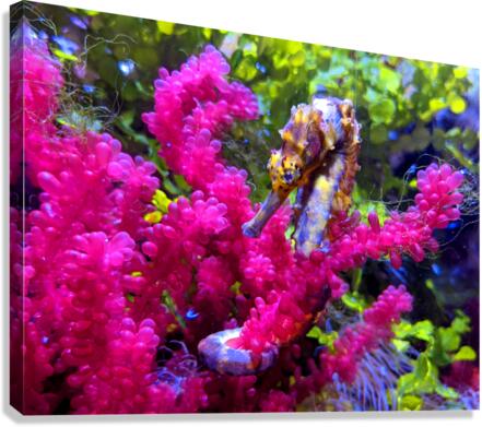 Seahorse Canvas Print
