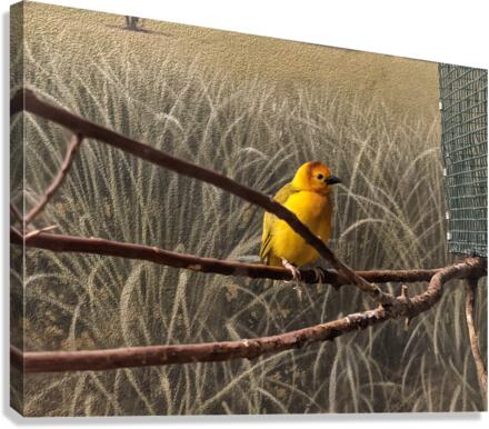 Colorful Bird Canvas Print