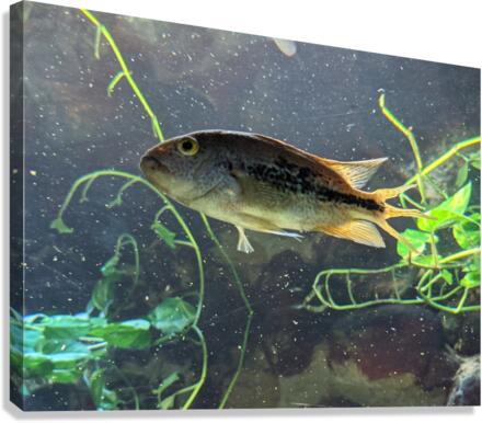 Colorful Fish Canvas Print