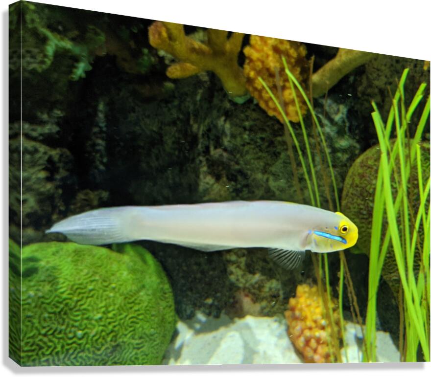 Colorful Fish Canvas Print