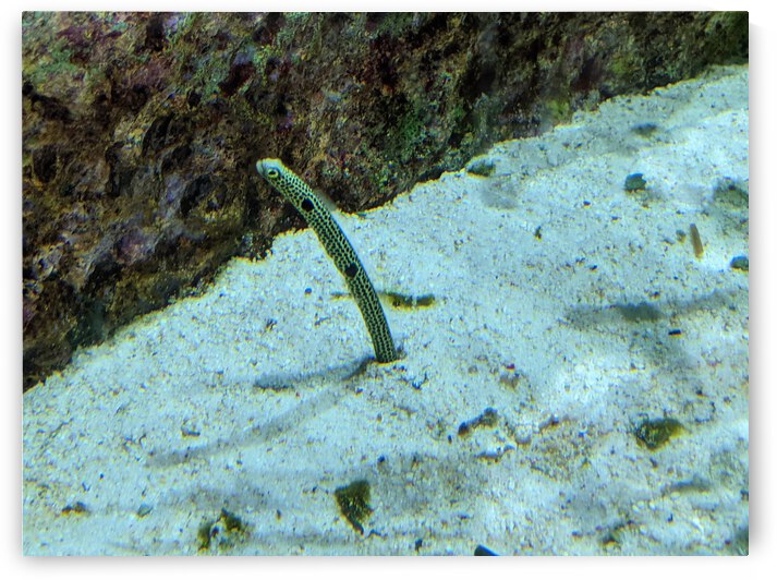 Yellow Eel by Kelly Marie Johnson