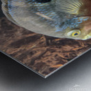 Colorful Fish Metal print