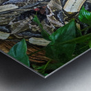 White Snake Metal print