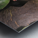 Red Frog Metal print