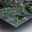 Zoo Metal print