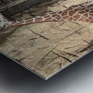 Giraffe Metal print