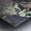 Reptile Metal print