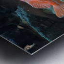 Colorful Fish Metal print