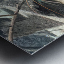 Zoo Metal print