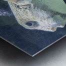 Puffer Fish Metal print