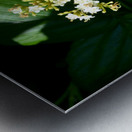 DSC 0393 Metal print