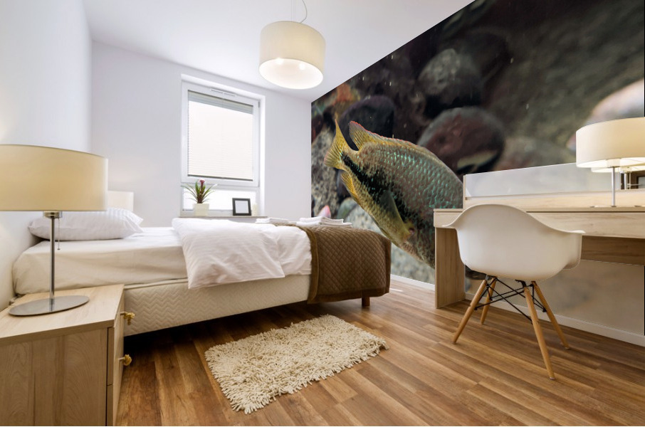 GreenOrangeFish Mural print
