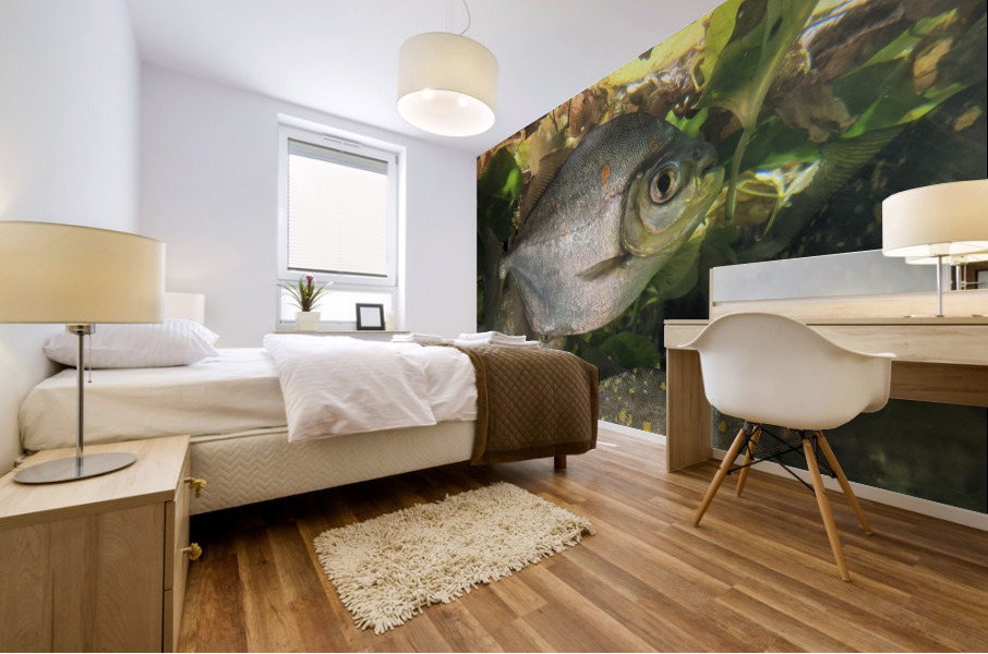 Colorful Fish Mural print