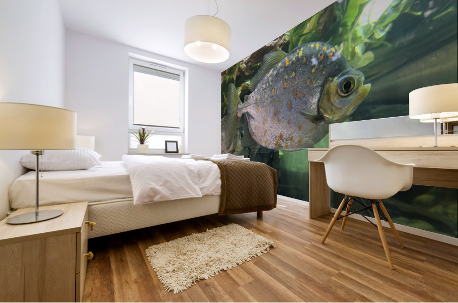 Colorful Fish Mural print