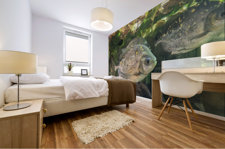 Colorful Fish Mural print