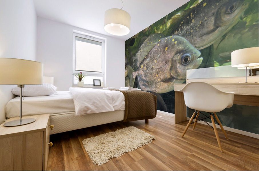 Colorful Fish Mural print