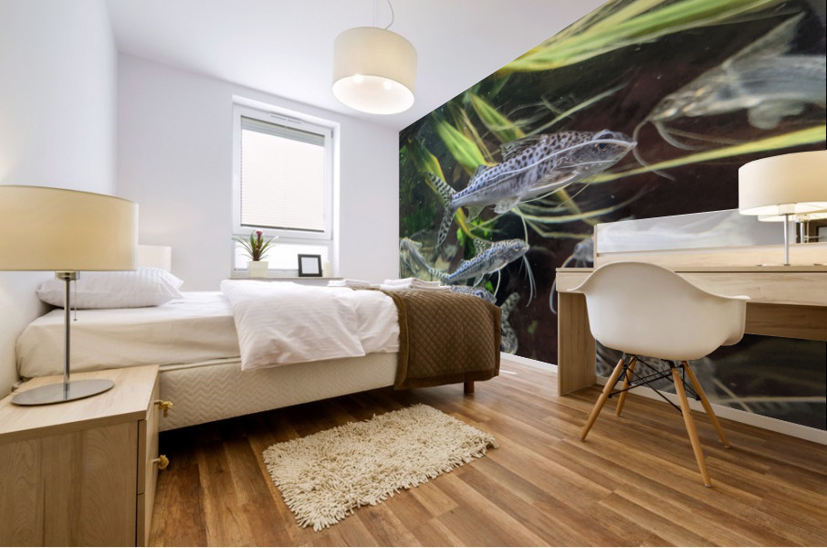 Colorful Fish Mural print