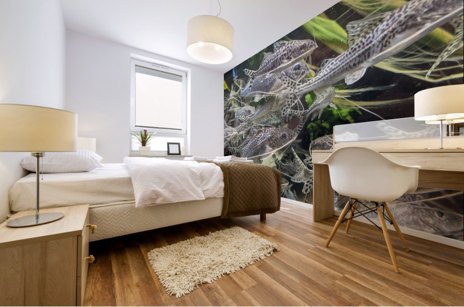Colorful Fish Mural print
