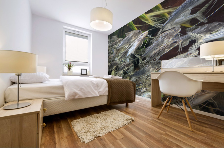 Colorful Fish Mural print