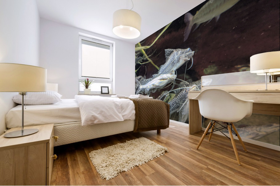 Colorful Fish Mural print