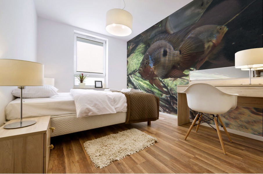 Colorful Fish Mural print