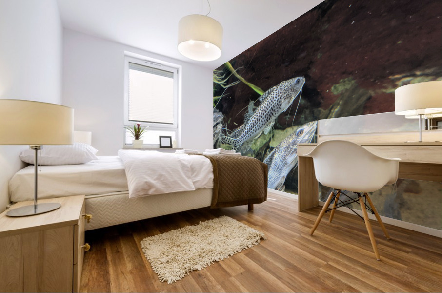 Colorful Fish Mural print