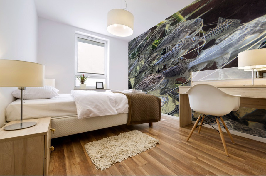 Colorful Fish Mural print