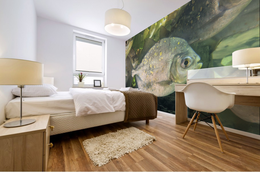 Colorful Fish Mural print