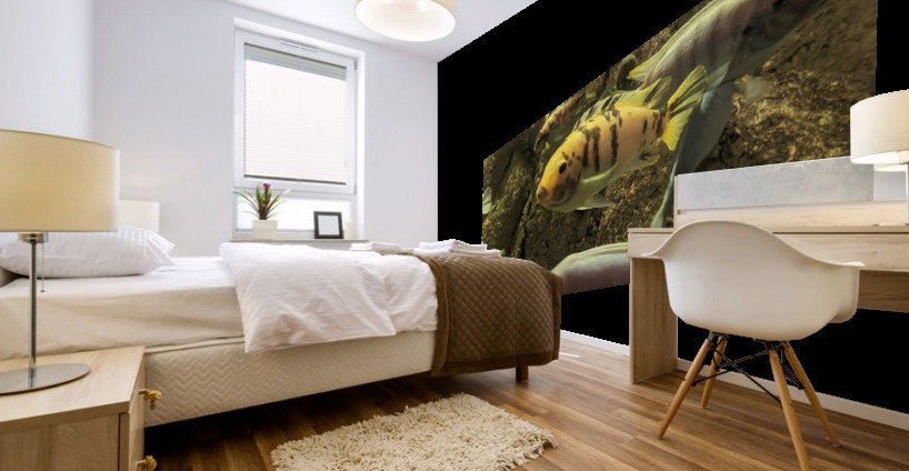 Colorful Fish Mural print