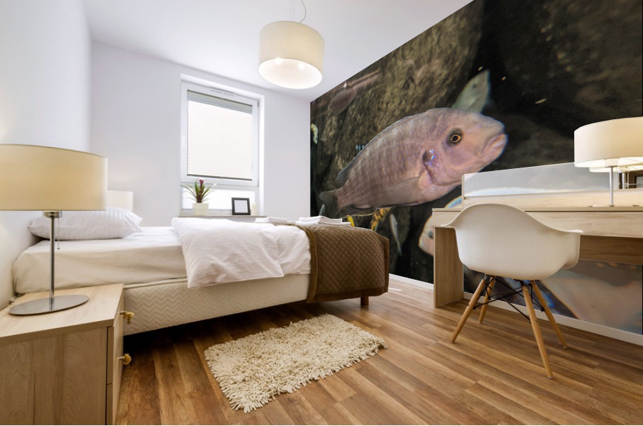 Colorful Fish Mural print