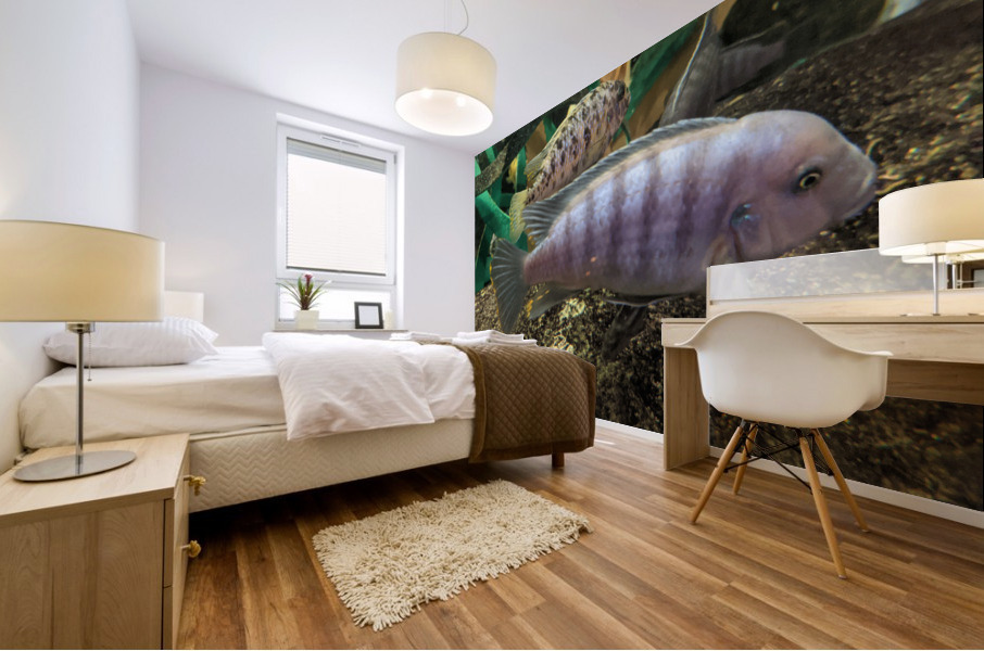 Colorful Fish Mural print