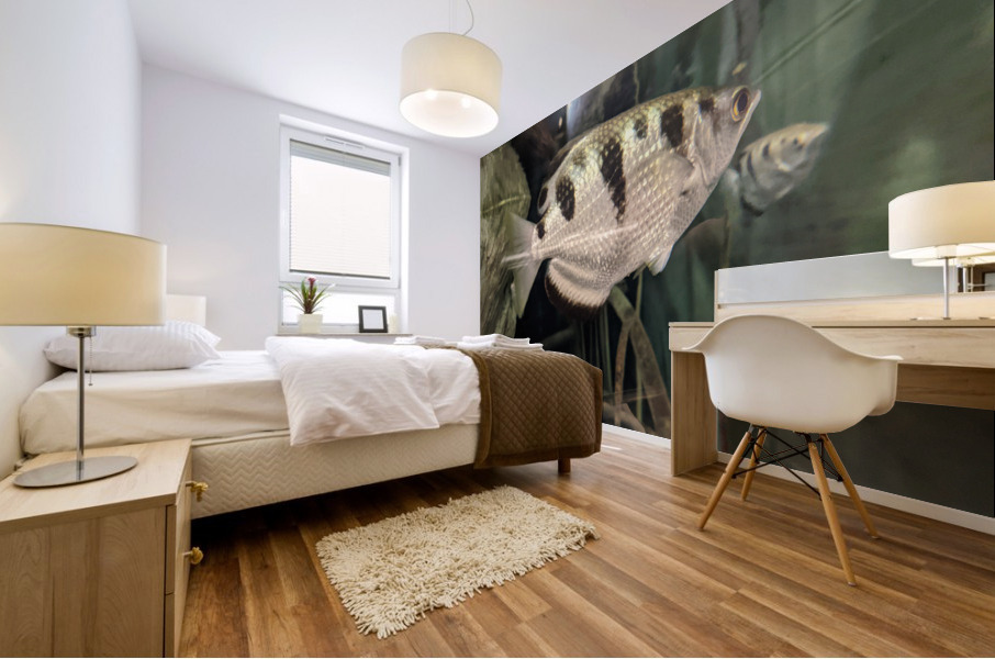 Colorful Fish Mural print