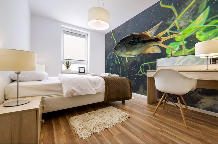 Colorful Fish Mural print