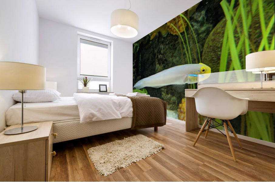 Colorful Fish Mural print