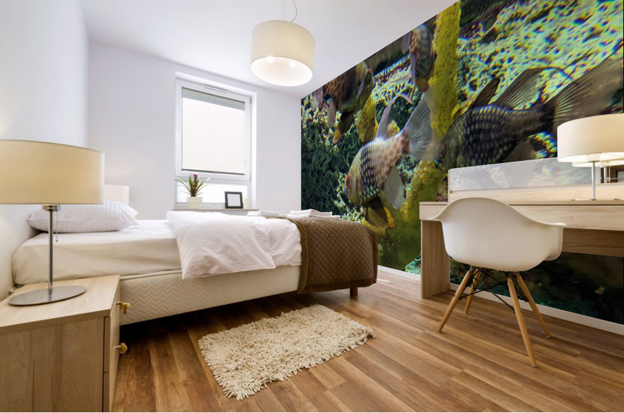 Colorful Fish Mural print