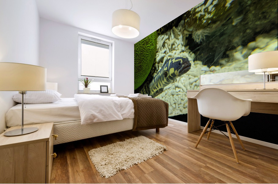 Yellow Eel Mural print