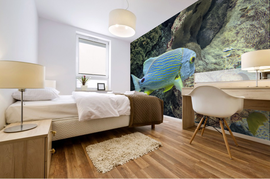 Colorful Fish Mural print