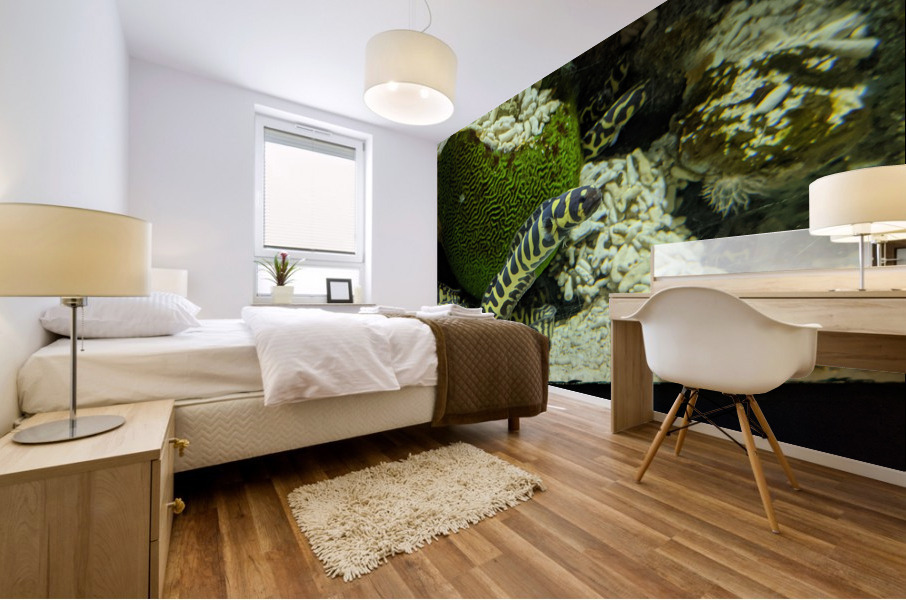 Yellow Eel Mural print
