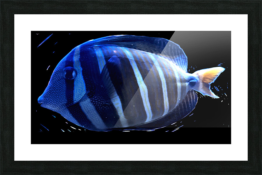 BlueStripedFish Picture Frame print