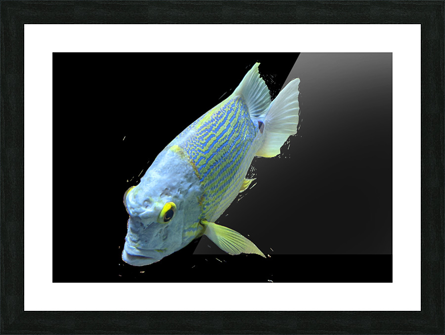 BlueYellowFish Picture Frame print