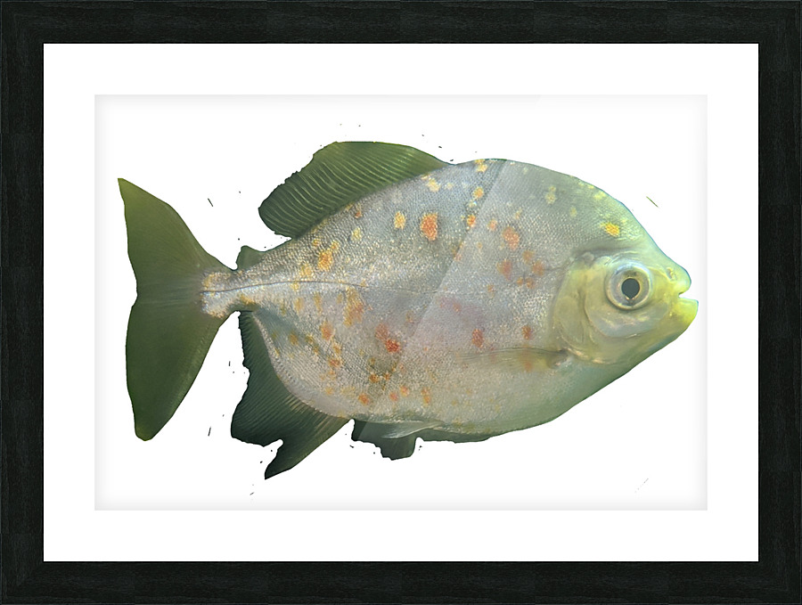 GreenFishwithSpecs Picture Frame print