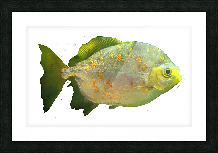 GreenFish Picture Frame print